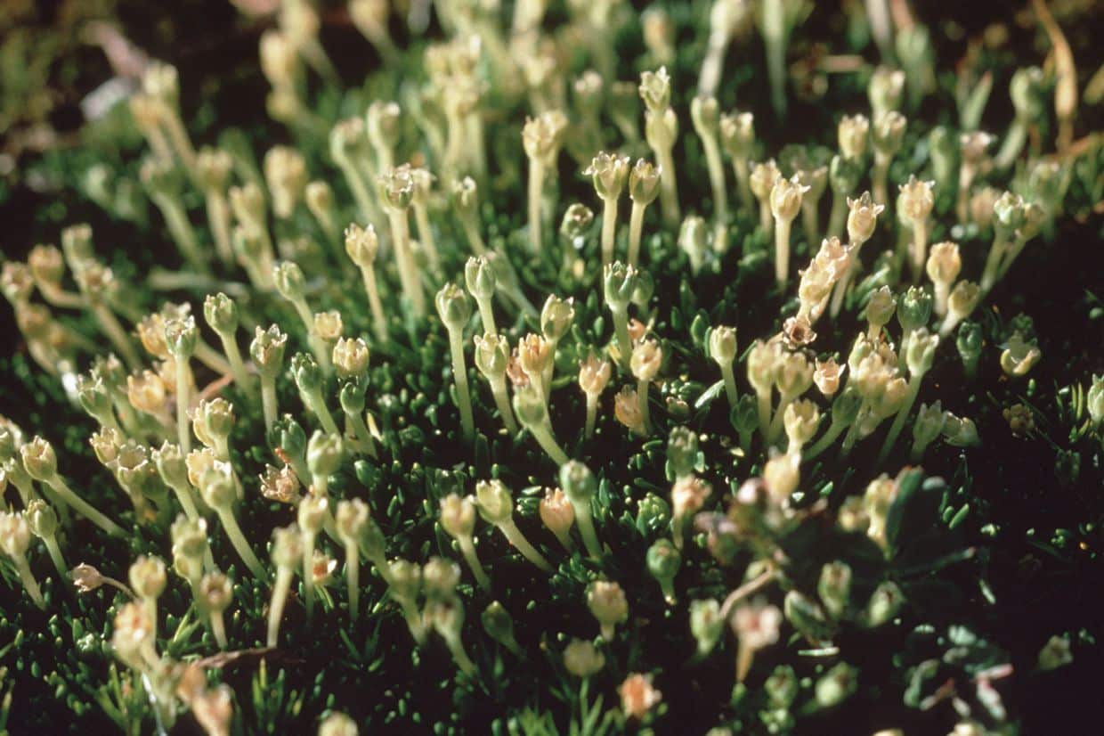 Antarctic pearlwort, Colobanthus quitensis , with very long flower stalks