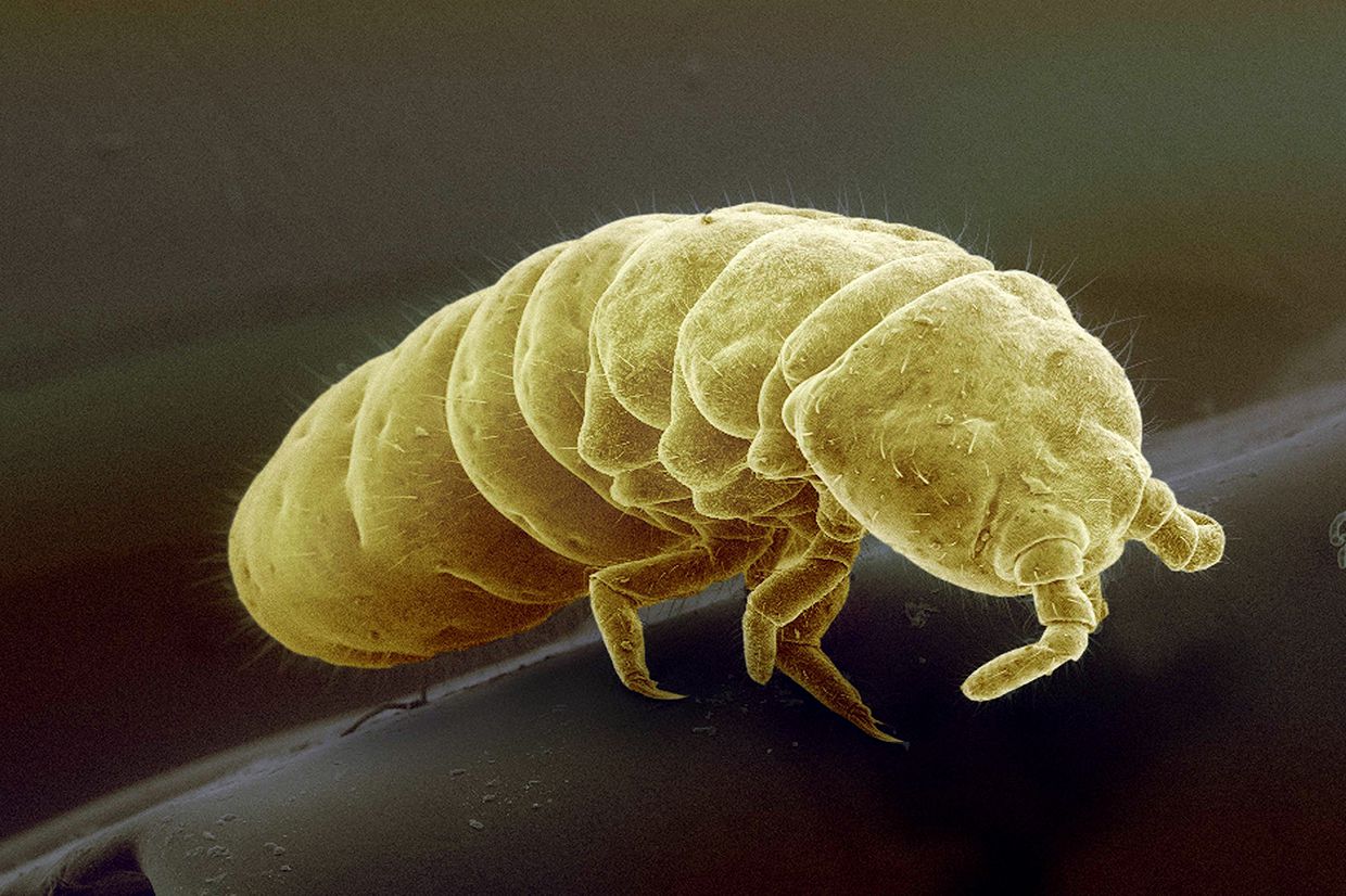 Arctic springtail Onychiurus arcticus