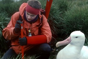 Monitoring of Wandering albatross (Diomedia exulans)