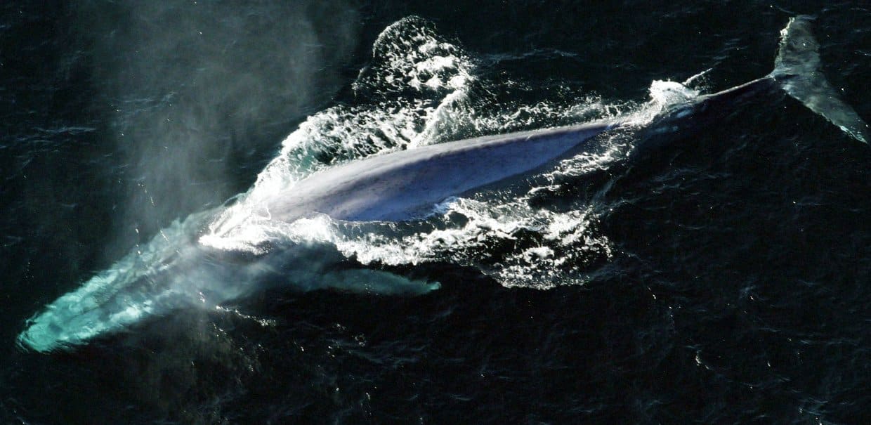 Blue Whales, the largest animals on the planet
