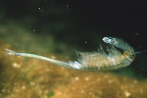 Fresh water fairy shrimp - Branchinecta male from a Signy Island Lake