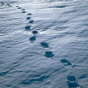 Footsteps in the snow near Rothera Research Station.