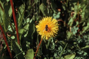 Invading species such as the hoverfly and dandelion are alien species in Antarctica.