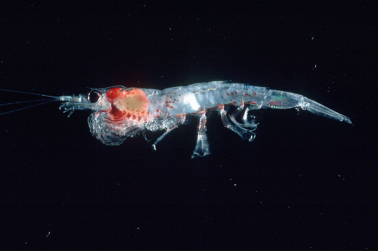 Krill (Euphausiid) are small, shrimp-like animals that grow up to about 6 cm in length and live for up to 5 years. Krill usually live in dense swarms which may have more than 10,000 krill in each cubic metre of water. 