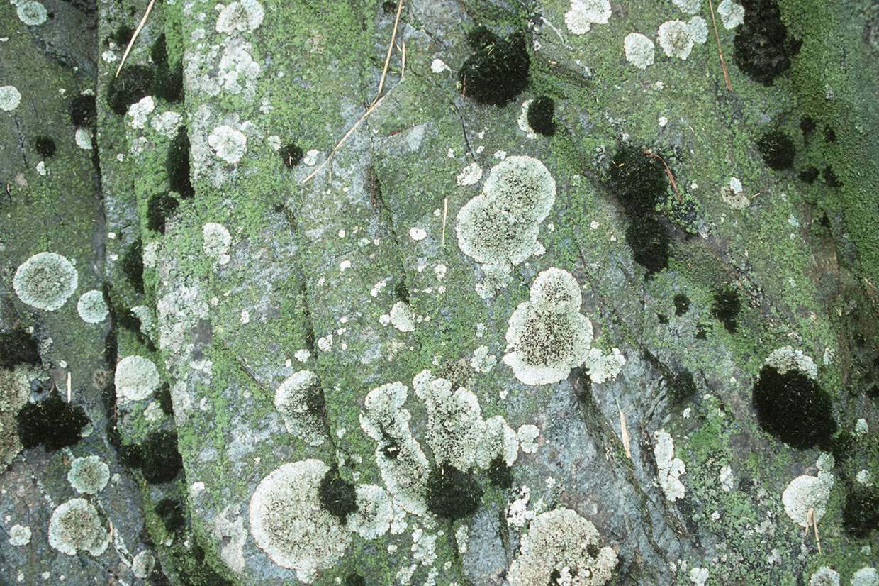Lichens and algae growing on wet coastal rocks © British Antarctic Survey, Peter Convey Image size (pixels): 5365 x 3563