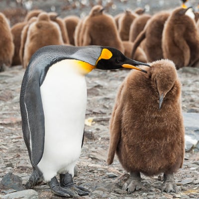 King penguin and chick