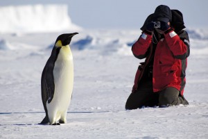 penguin and photographer