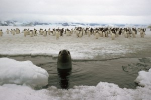 A Leopard seal (Hydrurga leptonyx) looks out from a hole in the sea ice, in the background a group of Adelie penguins