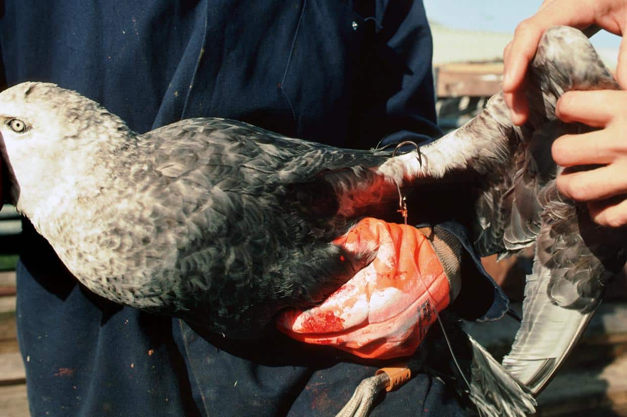 A giant petrel with longline fisheries hook through its wing.