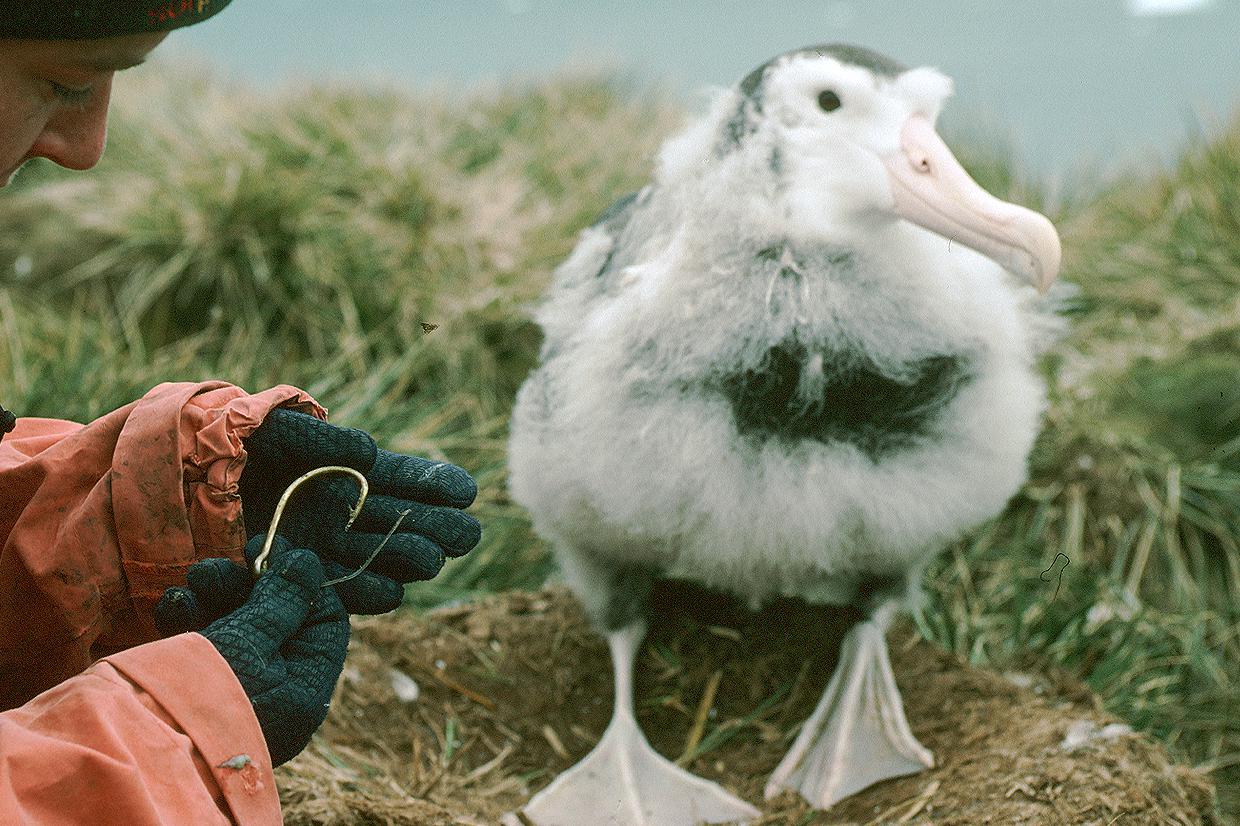 A regurgitated long line fisheries hook found at the wandering Albatross nest site © British Antarctic Survey, Pete Bucktrout