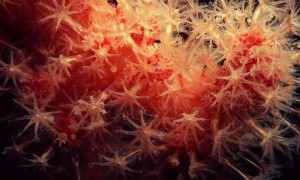 Alcyonium soft coral with its feeding polyps extended to collect food.