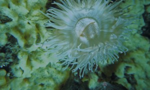 A pale form of the common Antarctic anemone in the shallows