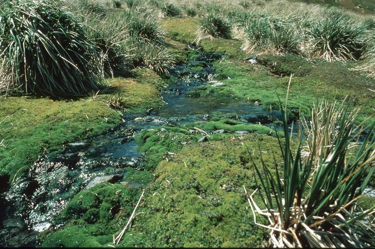 Vegetation of the sub-Antarctic – moss fringed stream with tussock grass, South Georgia