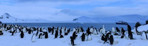 Penguin colony with a tourist ship in the background