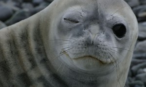 Grey baby seal winking