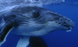 Close up of a young humpback whale